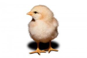800px-Day_old_chick_white_background