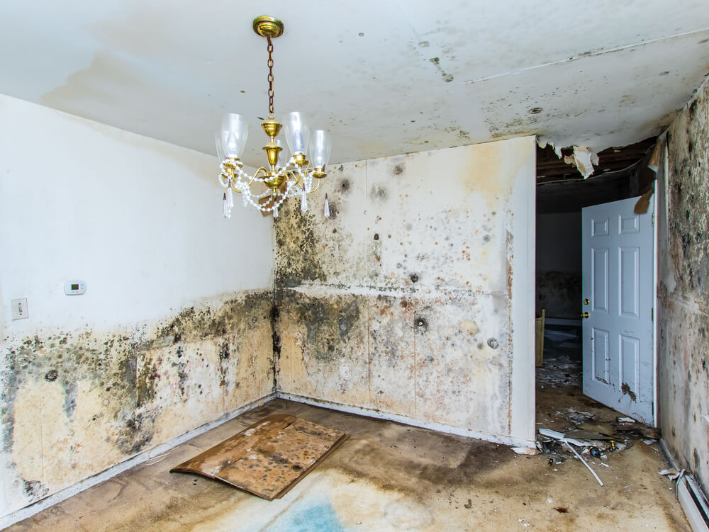 Damp back in spotlight due to Homes (Fitness for Human Habitation) Act