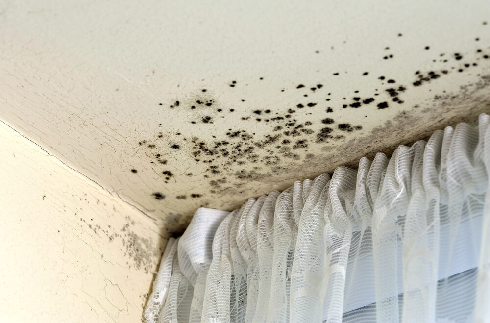 Mould in the home – what advice can you give to tenants?