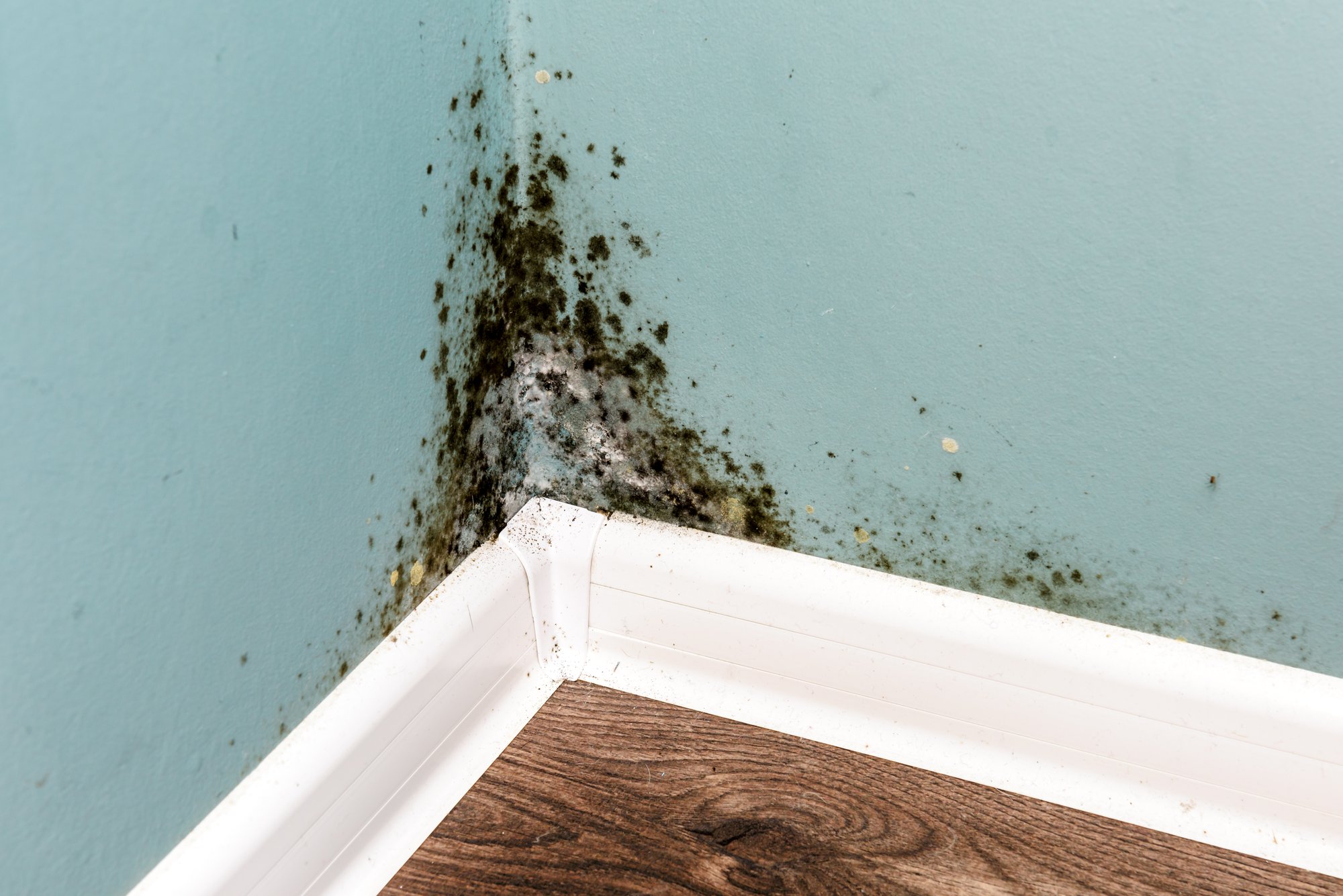 The 5 Signs of Mould Toxicity