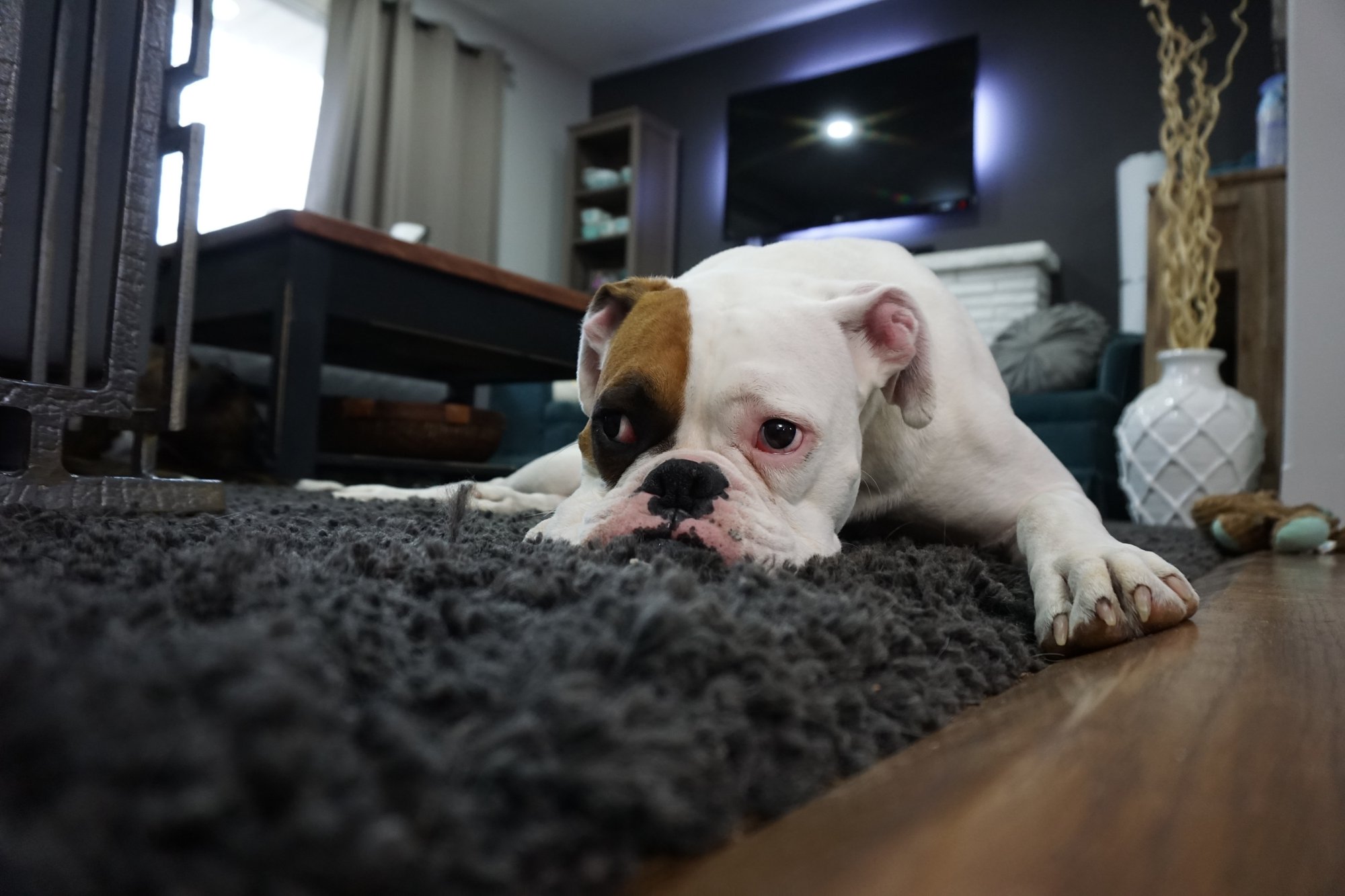 Renting with Pets: Do Tenants with Pets Pay More?